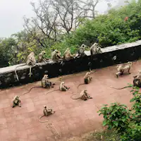 emirates zoo primate parade