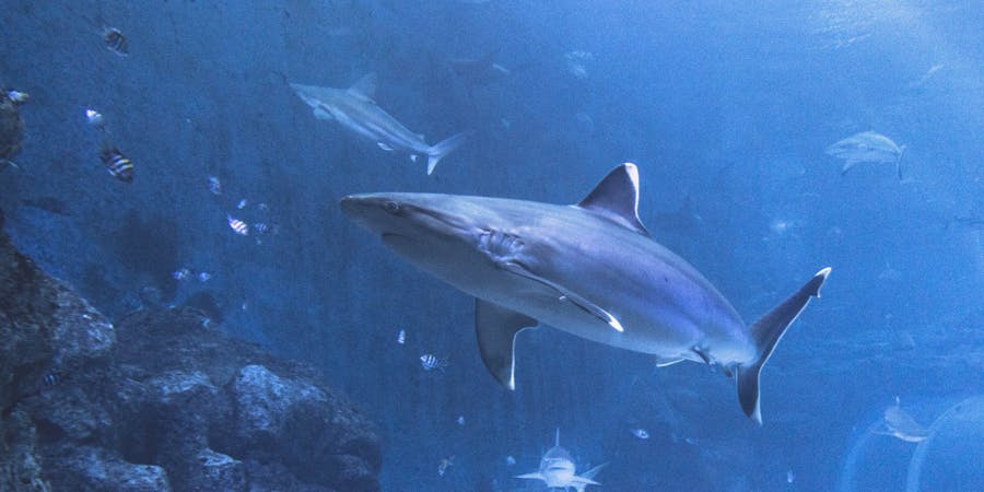 Singapore in January - S.E.A Aquarium