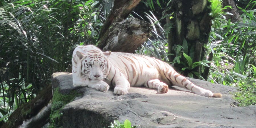 Singapore in October - things to do - Singapore Zoo