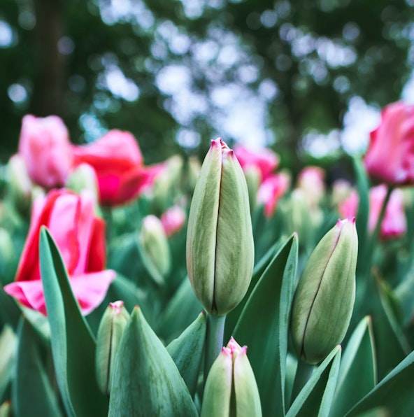 Day trip from Amsterdam to Keukenhof | All you need to know