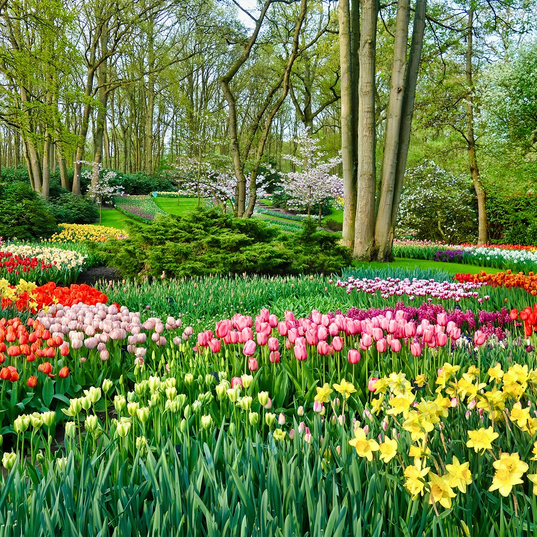 Keukenhof tulip fields with colorful flowers and trees, part of guided tour from Amsterdam.
