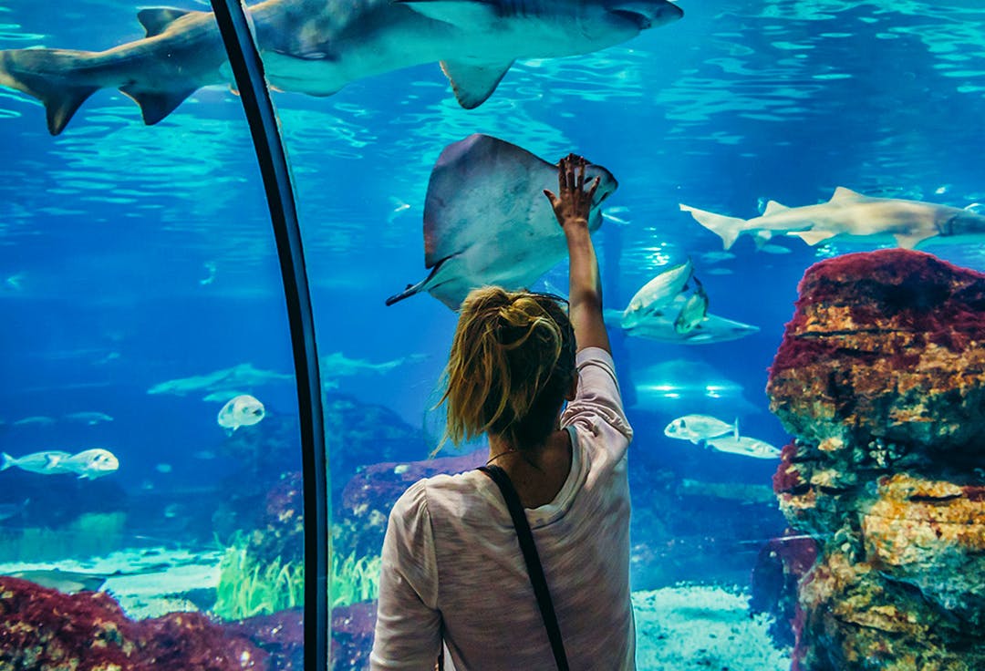 Barcelona Aquarium