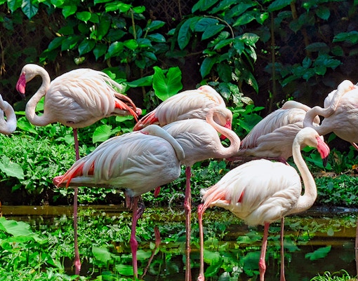Flamingos standing by a pond at Singapore Zoo.