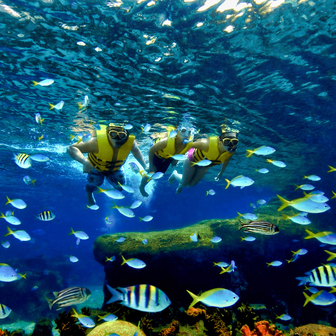 Snorkelers swimming among colorful fish at Adventure Cove Waterpark's Shark Encounter.