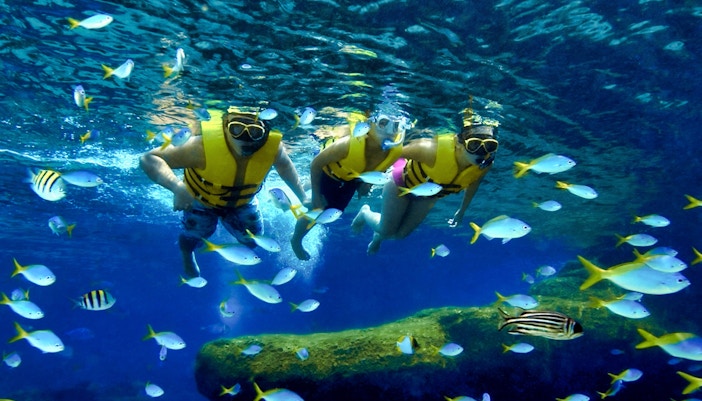 Snorkelers swimming among colorful fish at Adventure Cove Waterpark's Shark Encounter.