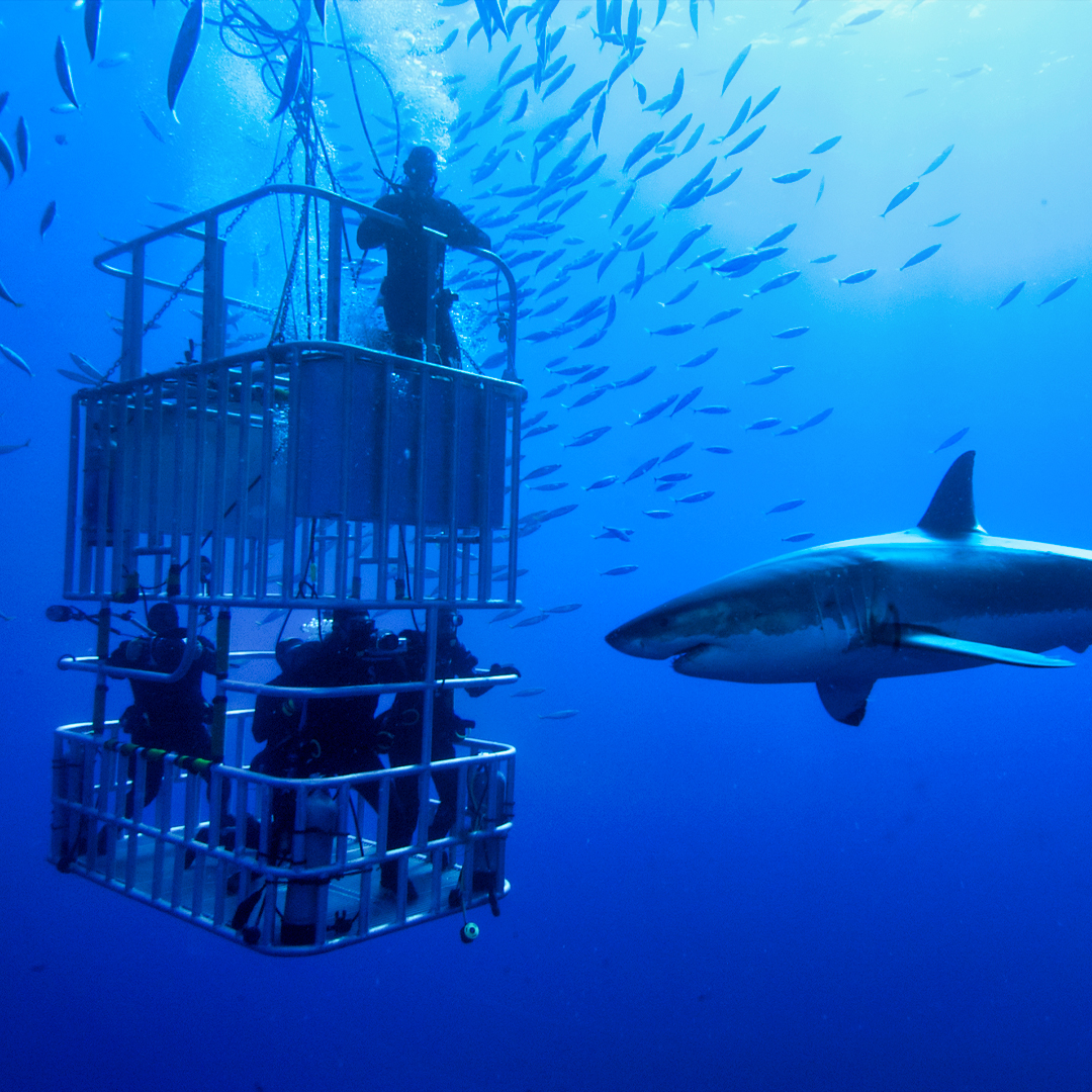 Visita il Dubai Aquarium e Underwater Zoo - biglietti per Dubai Aquarium