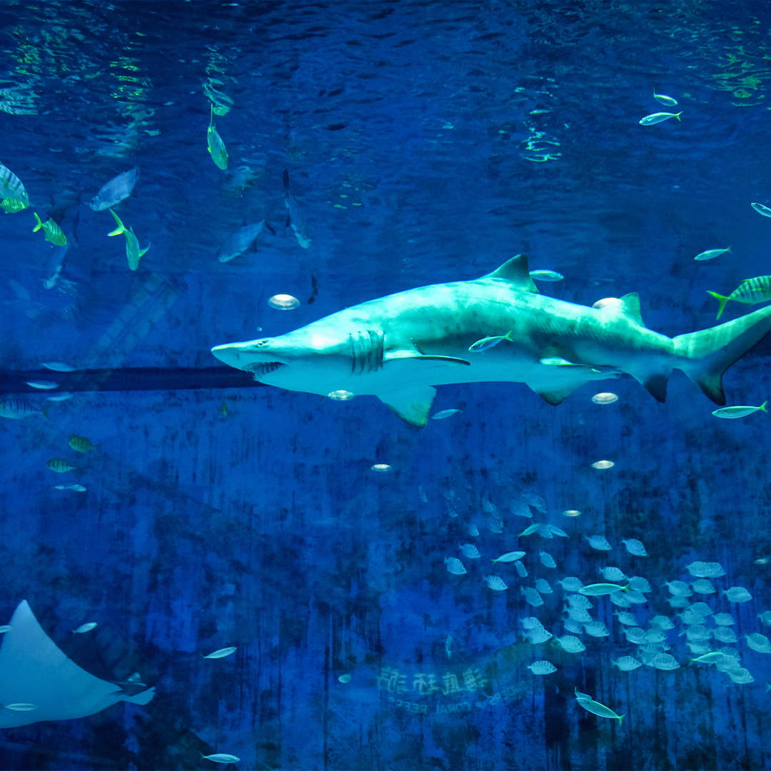 Shark swimming among fish at Dubai Aquarium.