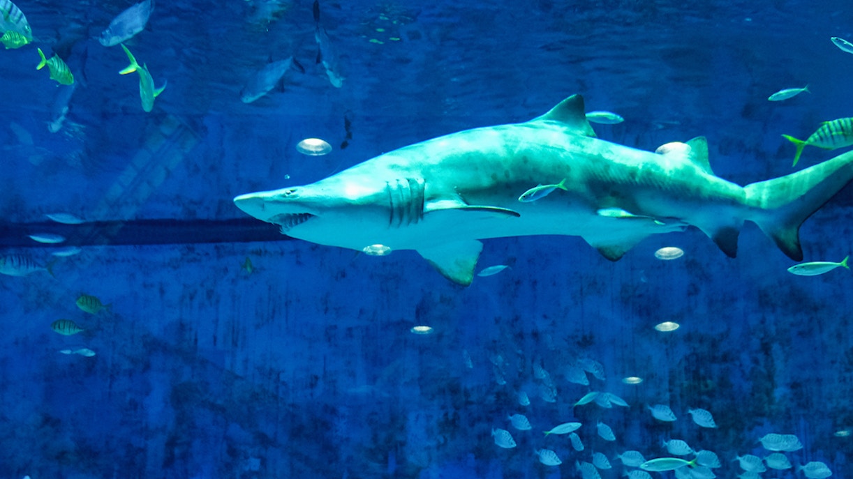 Shark swimming among fish at Dubai Aquarium.