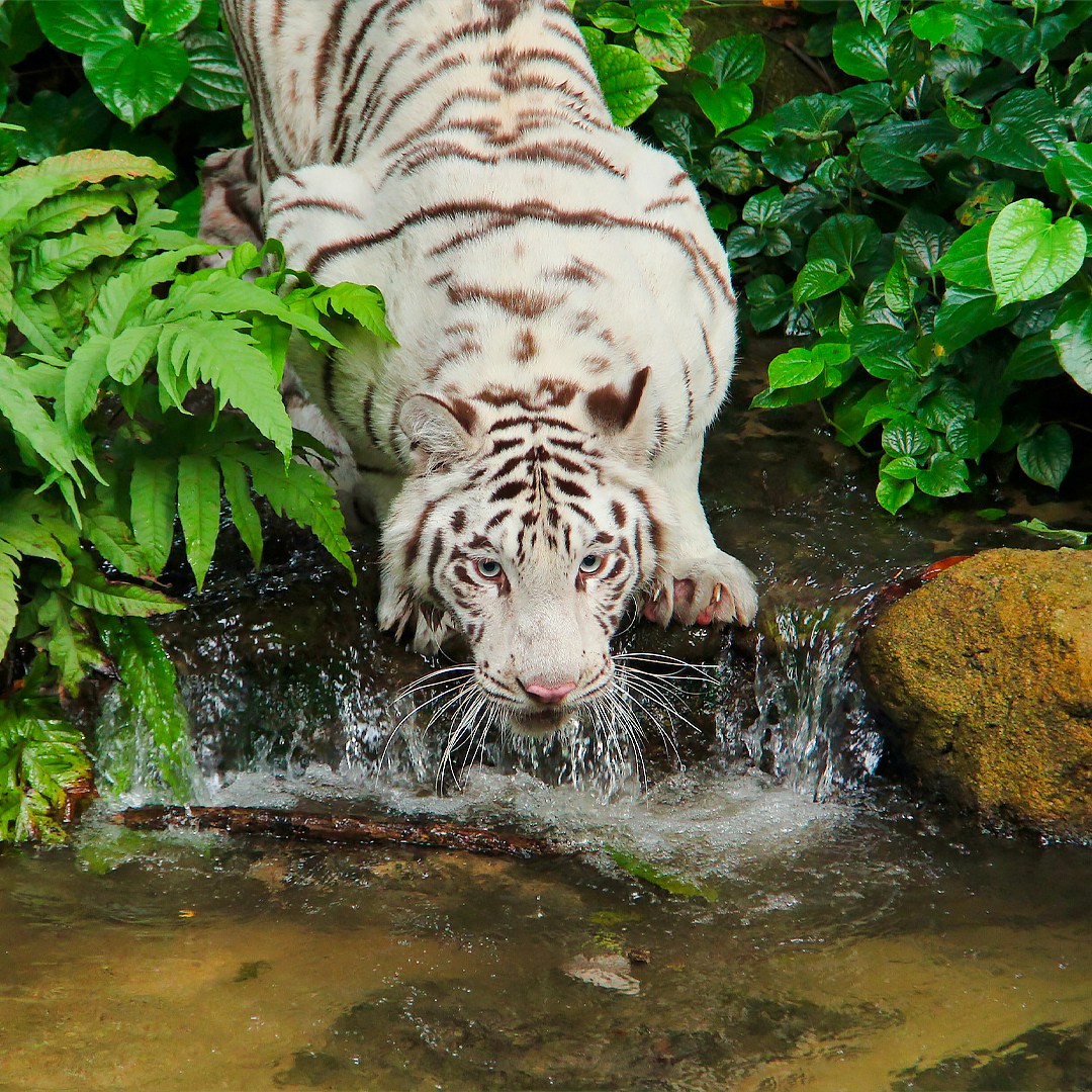White tiger drinking from a stream at Singapore Zoo.