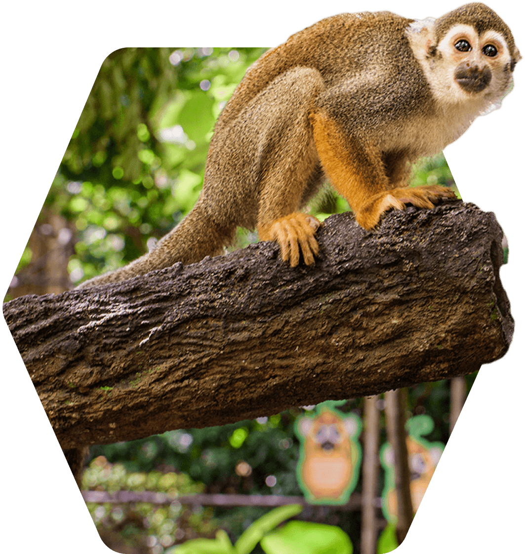 Wildlife tours